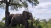 FILE - Two elephants in the Kruger National Park near Nelspruit, South Africa. 