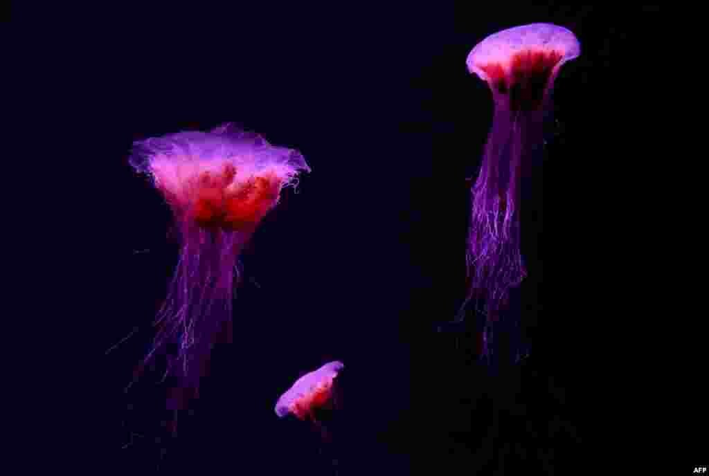 Lion&#39;s mane jellyfish swim in their display tank at Sea Life Melbourne Aqaurium in Melbourne, as the aquarium readies itself to open to the public due to a relaxation in Australia&#39;s COVID-19 coronavirus lockdown rules.