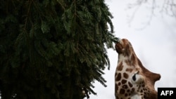 A giraffe nibbles on a Christmas tree in its enclosure at the Zoologischer Garten zoo in Berlin on January 3, 2025.