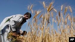 Un agriculteur de blé pakistanais 