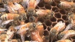 Scientist Working to Save Bees Is Winner of Environmental Prize