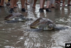 FILE - Green sea turtles (Chelonia mydas) make their way into the ocean upon their release at Kuta beach, Bali, Indonesia, Jan. 8, 2022. With the help of volunteers, Indonesian navy released thirty two green turtles which they seized from illegal poachers during a raid in the waters off the resort island December 2021. (AP Photo/Firdia Lisnawati, File)