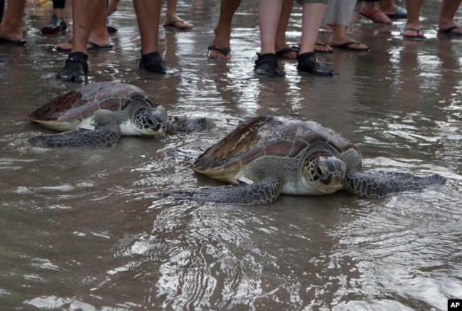 FILE - Green sea turtles (Chelonia mydas) make their way into the ocean upon their release at Kuta beach, Bali, Indonesia, Jan. 8, 2022. With the help of volunteers, Indonesian navy released thirty two green turtles which they seized from illegal poachers during a raid in the waters off the resort island December 2021. (AP Photo/Firdia Lisnawati, File)