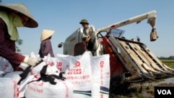 Para petani di Hanoi, Vietnam memasukkan hasil panen ke karung-karung mereka (foto: dok). Meskipun harga pangan turun bulan lalu, FAO memperkirakan harga pangan cenderung tidak menentu tahun ini.