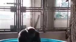 Ingagi yo mu cyanya cyo mu mujyi wa Dallas, yaragaragaje ubuhanga butangaje mu kubyina.