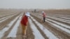 美国超市和在线零售商继续销售据称由强迫劳动生产的新疆红枣