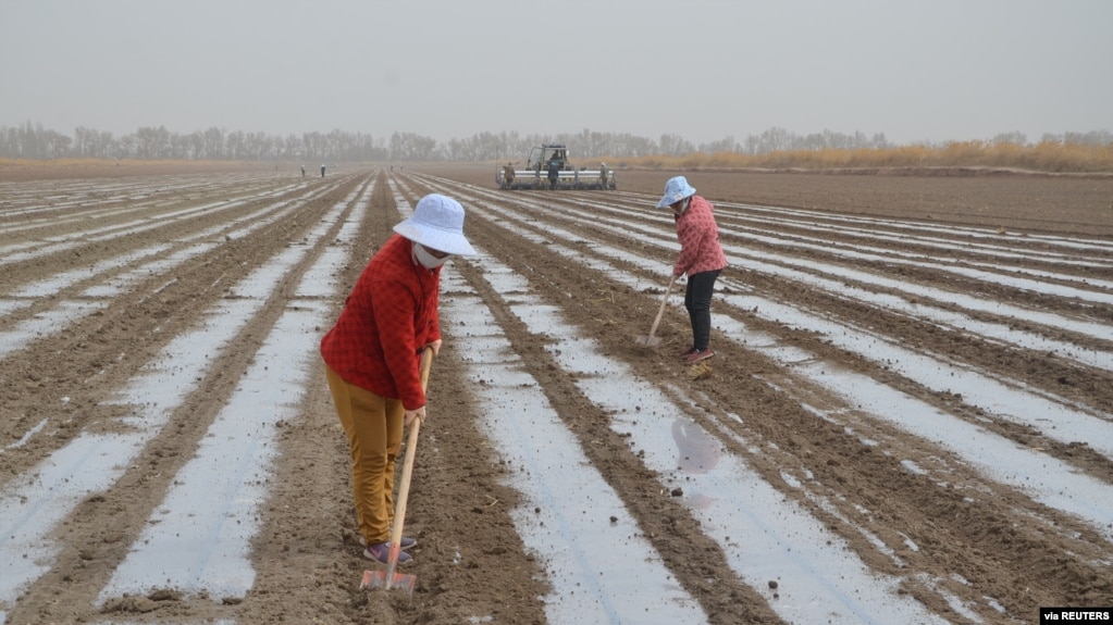 2021年3月26日中国新疆维吾尔自治区阿拉尔: 新疆生产建设兵团棉花田的工人在播种(photo:VOA)