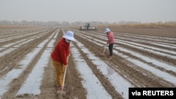 FILE - A precision seeder sows seeds near workers in a cotton field of Xinjiang Production and Construction Corps, in Alar, Xinjiang Uyghur Autonomous Region, China, March 26, 2021. The U.S. has restricted exports to the corps over alleged abuses.