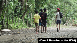 Varios jóvenes caminan en la selva del Darién en Panamá, no lejos de la ciudad portuaria colombiana de Capurganá, el 25 de junio de 2021. (David Hernández para VOA)