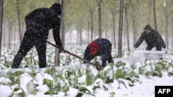 资料照片: 2021年11月7日中国山东省农民降雪期用塑料薄膜覆盖蔬菜作物