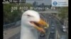 Une mouette prend la pose devant une caméra de circulation