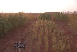 Various varieties of the industrial hemp which was grown on trial basis at Chitedze Research Station in Lilongwe. (Lameck Masina/VOA)