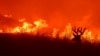 A deer flees flames as the Quail Fire burns near Winters, California, June 6, 2020.