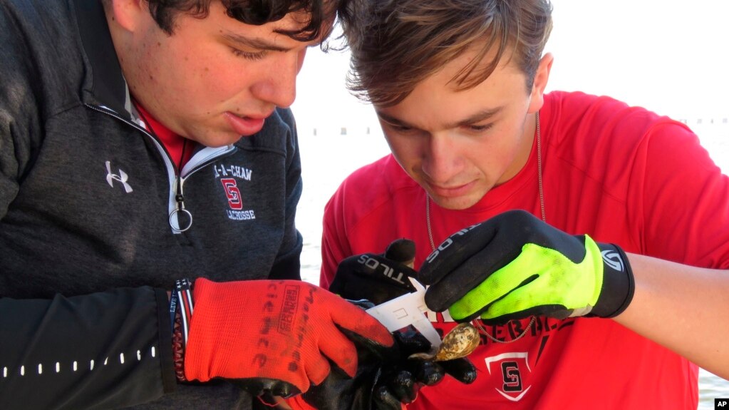 St. Stanislaus HIgh School seniors Dayton Hall (L) and Jackson Mountjoy use calipers to measure a tiny baby oyster at the school's oyster garden in Bay St. Louis, Miss., on Monday, Nov. 15, 2021. 