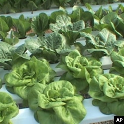 Mary Ellen Taylor grows lettuce and other salad greens in a greenhouse, without soil, on her family farm in Loudoun County, Virginia.