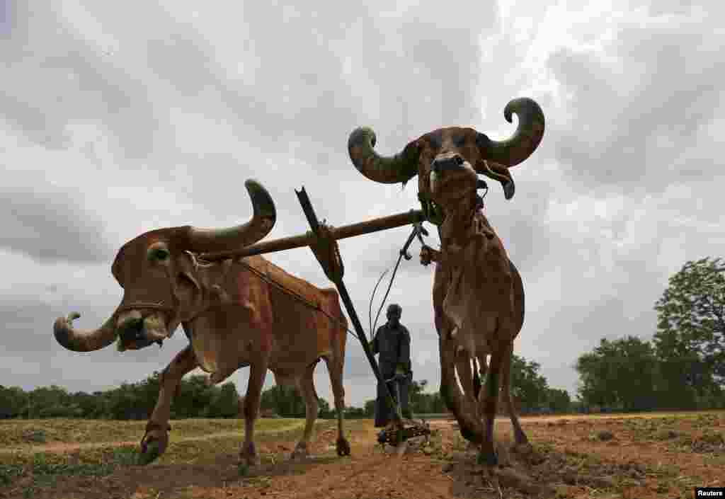 A farmer uses a pair of oxen to plough his field before sowing rice seeds on the outskirts of Ahmedabad, India.