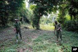 FILE - Sunday Abiodun, right, a former poacher turned forest ranger, shows trees recently planted at a site once used for cocoa cultivation, in the Omo Forest Reserve in Nigeria on Monday, July. 31, 2023