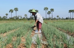 FILE - A farmer works in the field in Nyaung Woon village, Kyauk-Se, central Myanmar, Dec. 18, 2018.