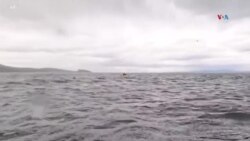 Ballena atrapa en la boca y luego escupe a joven en costas del sur de Chile