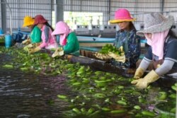 Workers wash bananas at a packaging plant in Reang Ov district, Tboung Khmum province, Cambodia, on July 23, 2020. (Sun Narin/VOA Khmer)