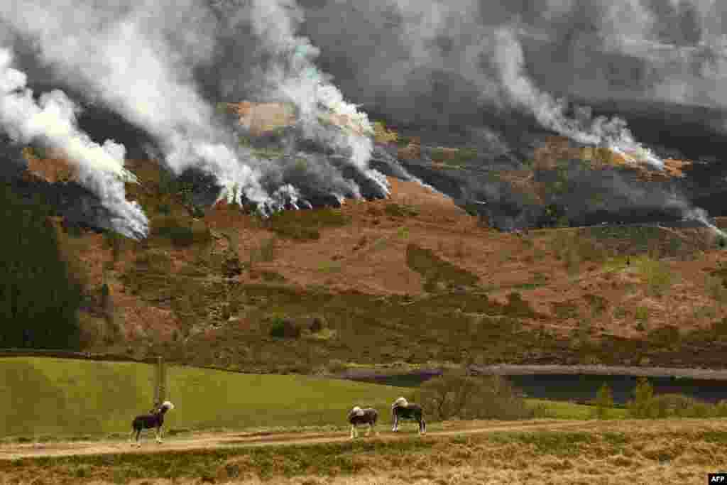 Sheep graze on the hillside as smoke is seen after a resurgence of the moor fire on Marsden Moor, near Huddersfield in northern England.