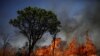 Presiden Brazil: LSM yang Sebabkan Kebakaran Hutan