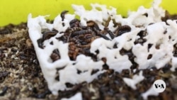 Kenyan scientists study mealworm they say can break down plastics