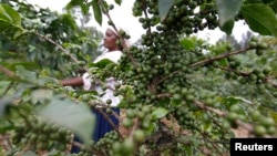 Nancy Njeri, a farmer, inspects coffee cherries at a plantation in Kienjege, northwest of Kenya's capital Nairobi, July 24, 2014.