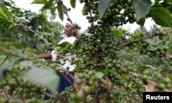 Nancy Njeri, a farmer, inspects coffee cherries at a plantation in Kienjege, northwest of Kenya's capital Nairobi, July 24, 2014.