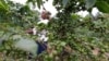 Nancy Njeri, a farmer, inspects coffee cherries at a plantation in Kienjege, northwest of Kenya's capital Nairobi, July 24, 2014.