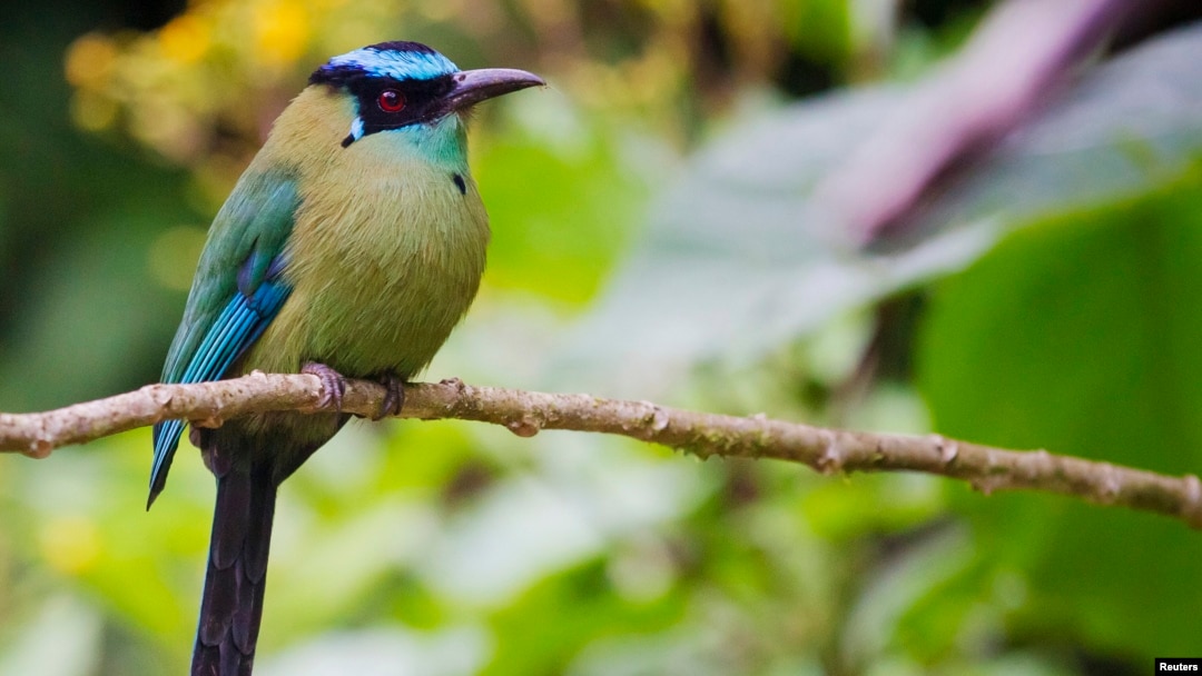 Pinzones de Darwin cambian su dieta preferida de insectos y semillas por néctar y polen en tiempos de escasez.