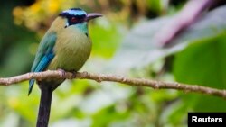 Pinzones de Darwin cambian su dieta preferida de insectos y semillas por néctar y polen en tiempos de escasez.