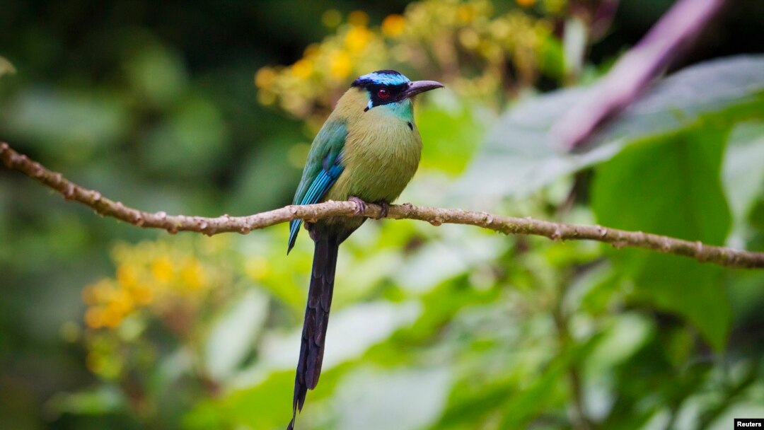 Burung Motmot di Hutan Lindung Manu di Madre de Dios, Amazon, Peru.