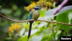 Burung Motmot di Hutan Lindung Manu di Madre de Dios, Amazon, Peru.