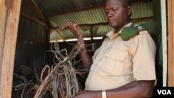 Tom Okello in the shed where the Uganda Wildlife Authority keeps snares it has found, Nov. 2, 2013. (VOA/Hilary Heuler)