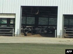 饲养场每座中型仓房里有数百头牲畜