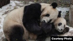 Giant Pandas Bai Yun & Xiao Liwu à San Diego Zoo, California.