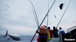 The Wider Image: Fatty 'katsuo' fish may foreshadow climate change, threat to Japan's sushi