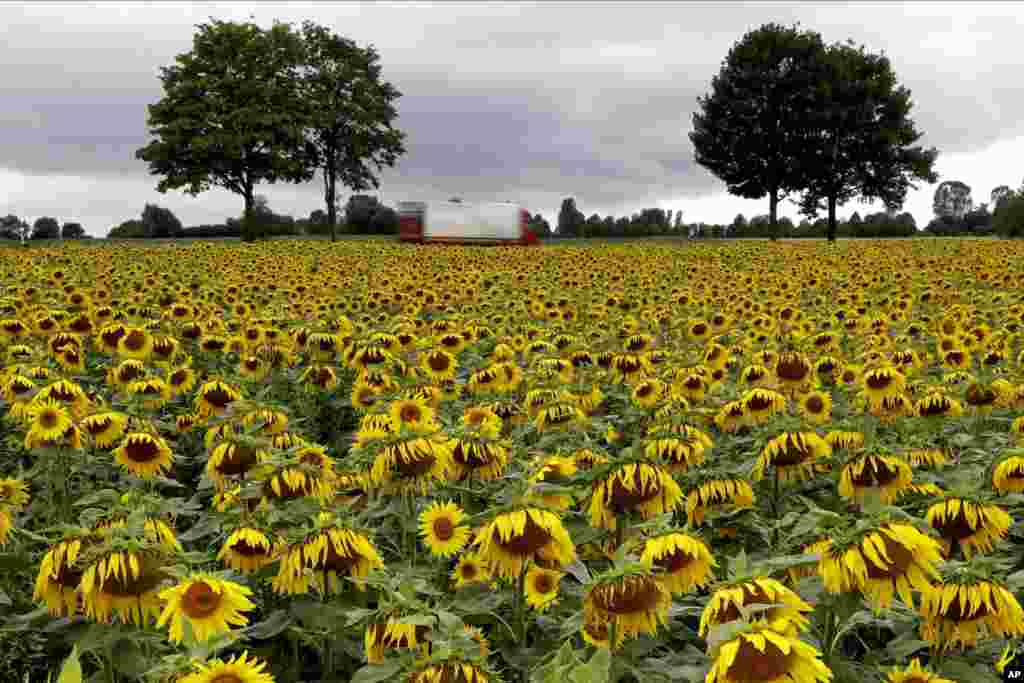 Blooming sunflowers stand in a field under dark clouds near Odelzhausen, southern Germany.