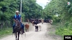 A pesar de las difíciles condiciones por la pandemia de coronavirus, el trabajo en el campo en las diferentes áreas de Nicaragua no se detiene. [Foto: Daliana Ocaña/VOA].