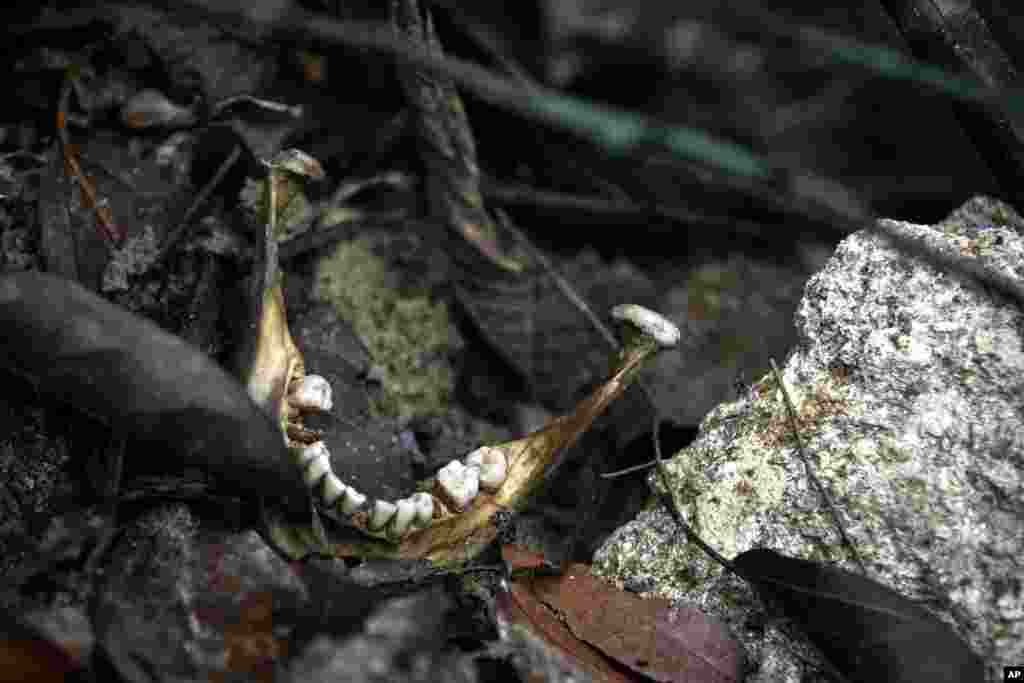 A human jaw is photographed near an unmarked grave in Wang Burma at the Malaysia-Thailand border outside Wang Kelian, Malaysia, May 26, 2015.