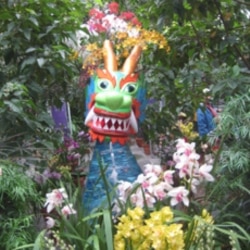 Orchids on display at the U.S. Botanical Garden