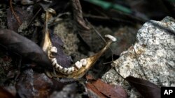 马来西亚乱葬坑