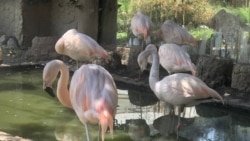 Un grupo de flamengos reposa en el refugio Agroflori. [Foto VOA/Fabiola Chambi].