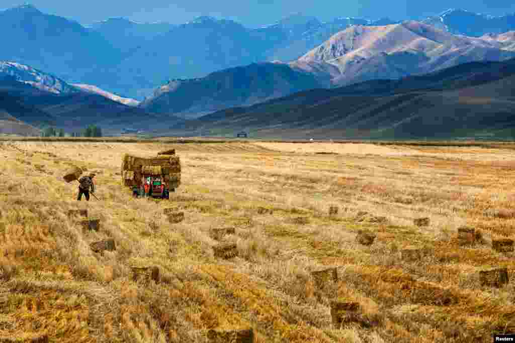 A farmer harvests in a crop field in Yili, Xinjiang Autonomous Region, China, Oct. 3, 2015.