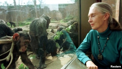 Jane Goodall