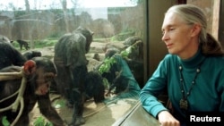  La célèbre primatologue britannique Jane Goodall regarde des chimpanzés à travers une vitre au zoo de Sydney, le 31 août 1997.