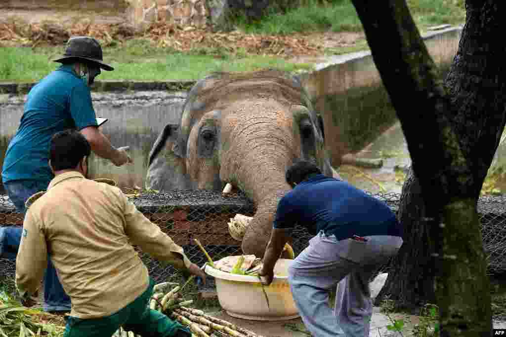 Local wildlife officials and veterinarians feed Kaavan, the elephant slated to be moved to a sanctuary in Cambodia after it became the subject of a high-profile rights campaign backed by music star Cher, before a medical examination at Islamabad Zoo.