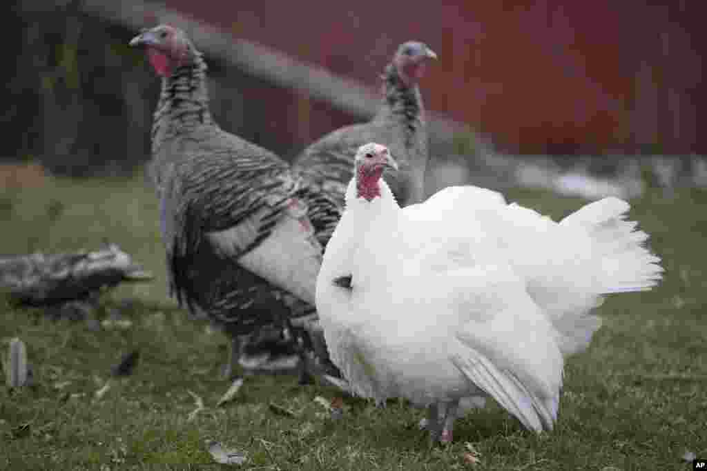 Nyu-York shtati&nbsp;