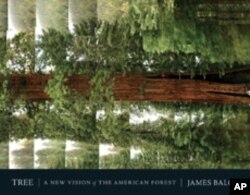 For his book 'Tree: A New Vision of the America Forest,' James Balog snapped this picture of a Giant Sequoia while rappelling down from the canopy.